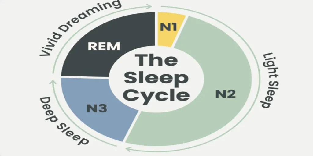 REM and NREM sleep