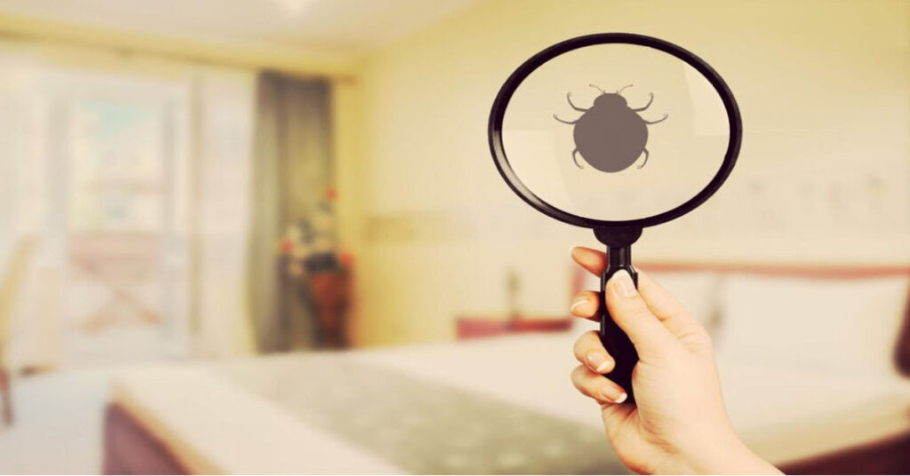bed bugs come from