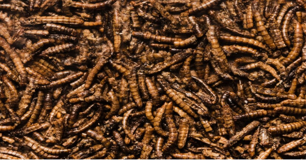 Where Do Maggots Come From